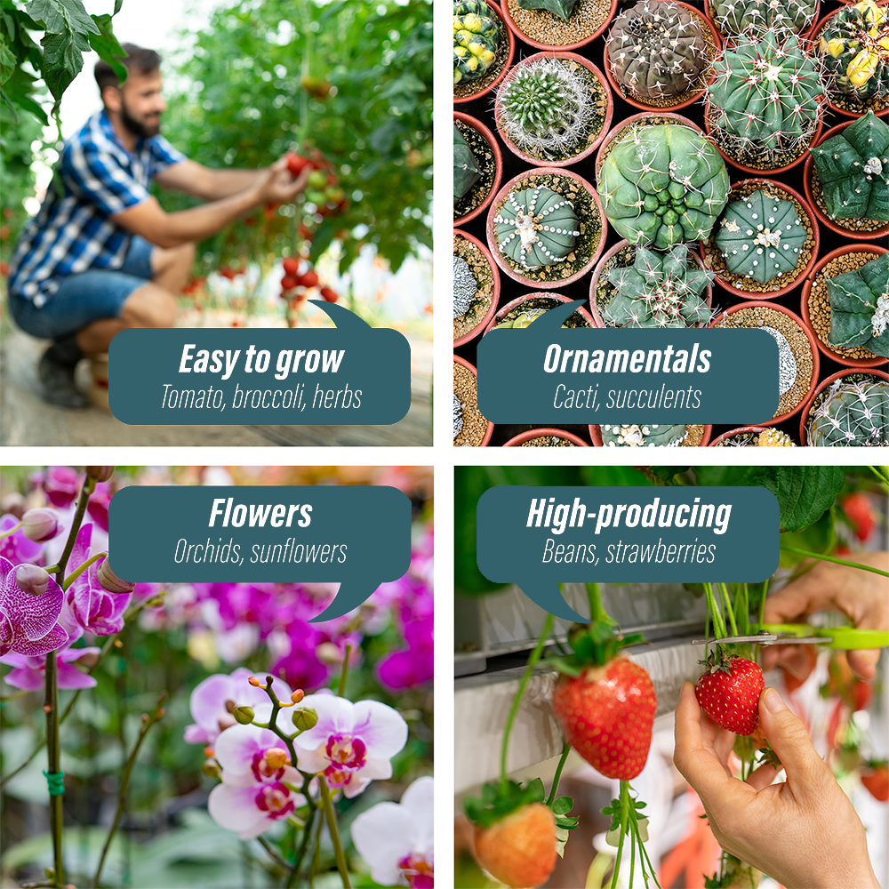 Collage highlighting various plants ideal for greenhouse cultivation: tomatoes and broccoli for easy growth, cacti for ornamentals, orchids for flowers, and strawberries for high yield