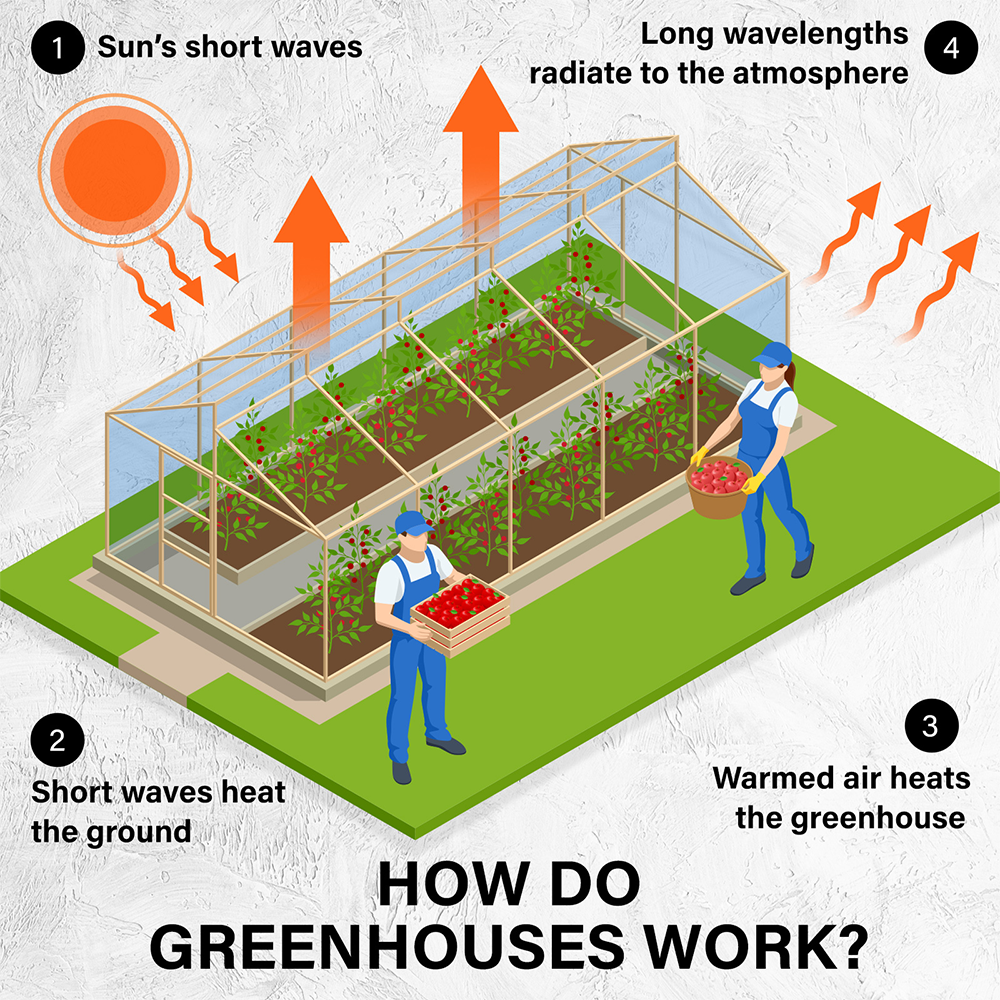 Illustration explaining greenhouse functionality: sunlight enters as short waves, heats the ground, warms the air, and the longer wavelengths are radiated back, creating an ideal growth environment.