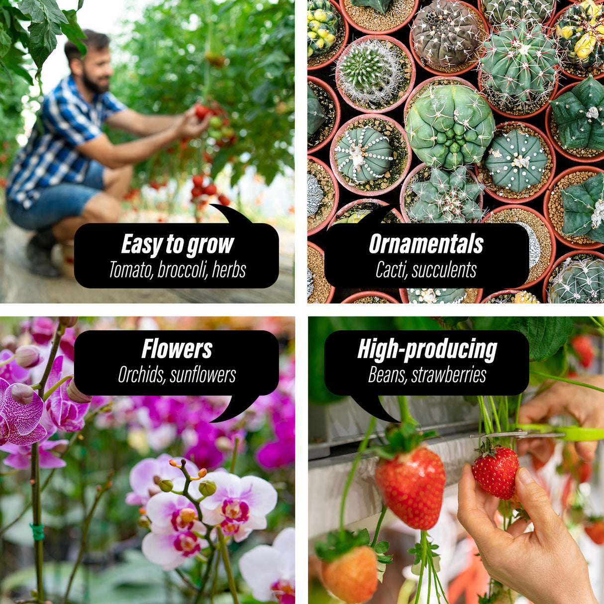 A vibrant image of fruits, vegetables, and flowers, showcasing the benefits of using a greenhouse for growing healthy, protected plants