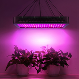 LED grow light illuminating two potted plants with a purple glow on a dark background