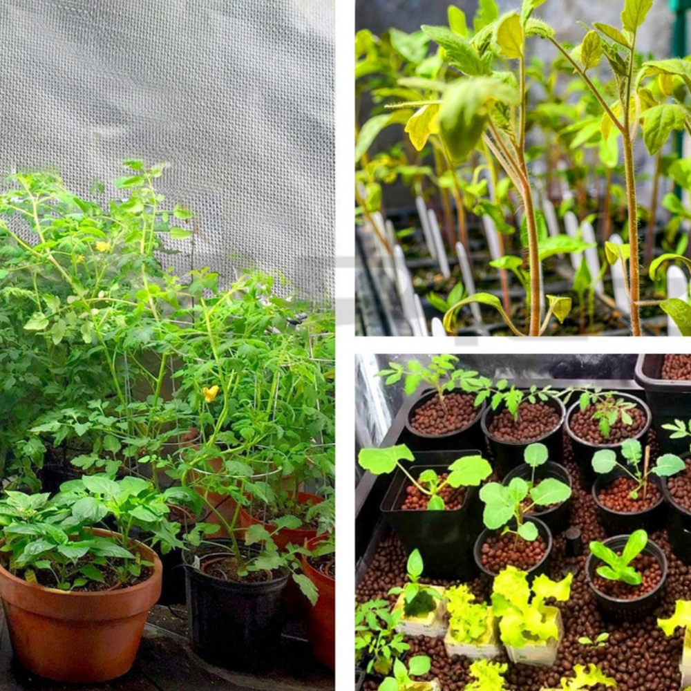 Collage of potted plants and seedlings in a greenhouse setting.