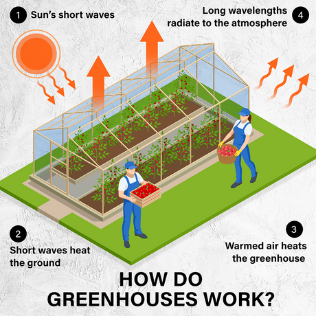 Infographic titled "How Do Greenhouses Work?" illustrating the greenhouse effect with steps: shortwave sunlight heating the ground, warmed air heating the greenhouse, and longwave radiation escaping to the atmosphere.